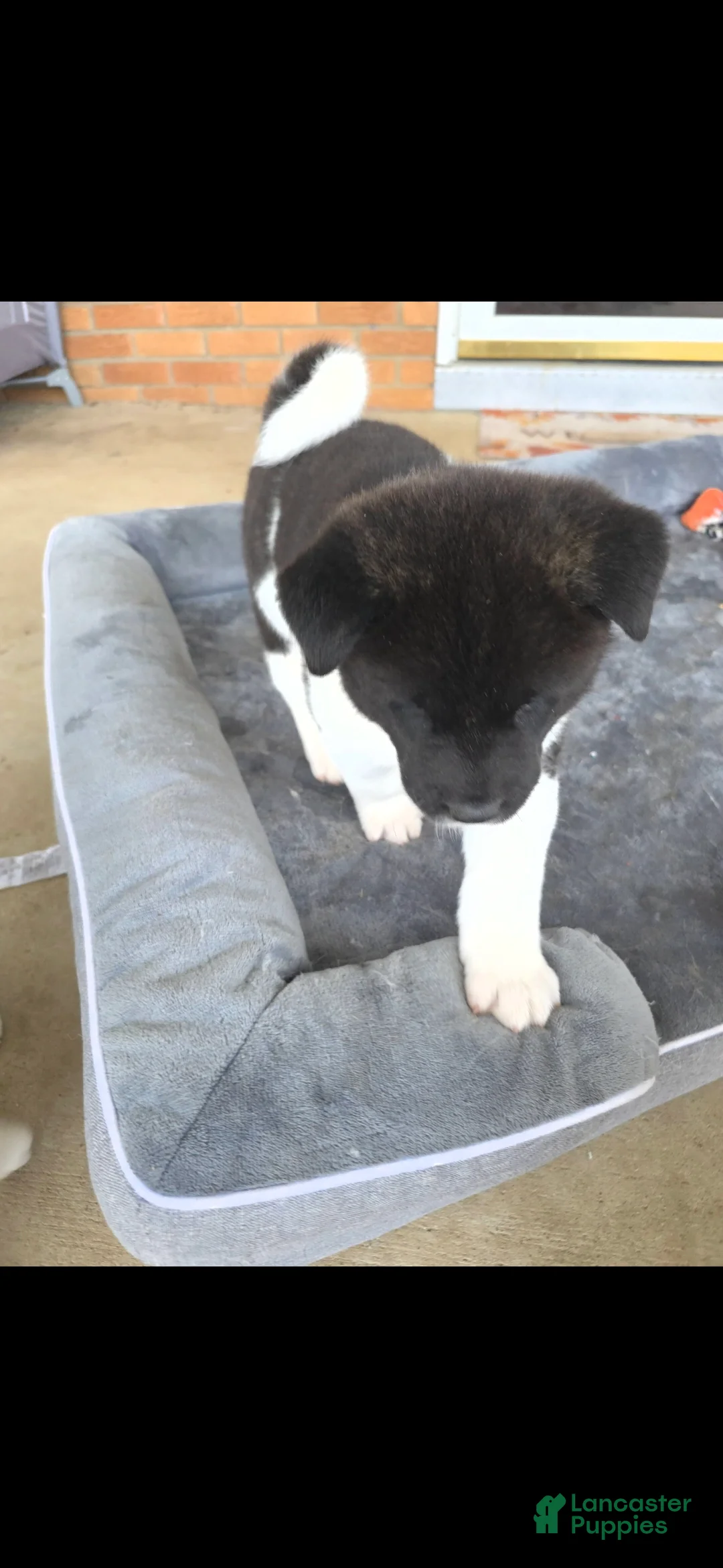 Akita dogs for sale: AKC Zooka - Ad 12