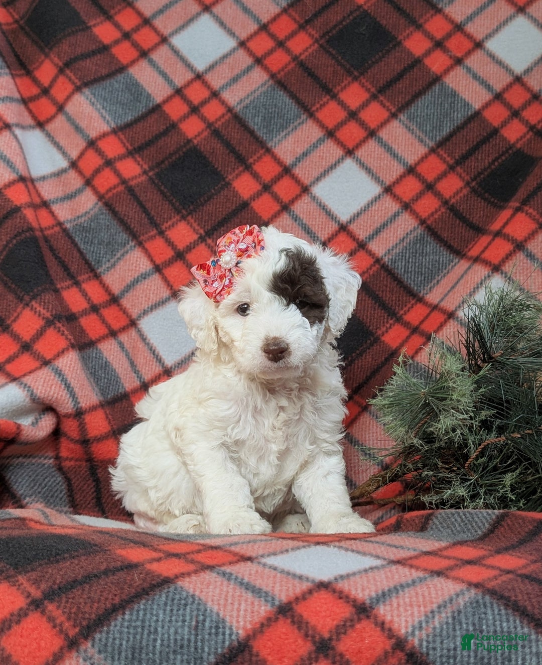 Cockapoo dogs for sale: Charise Hypoallergenic - Ad 3