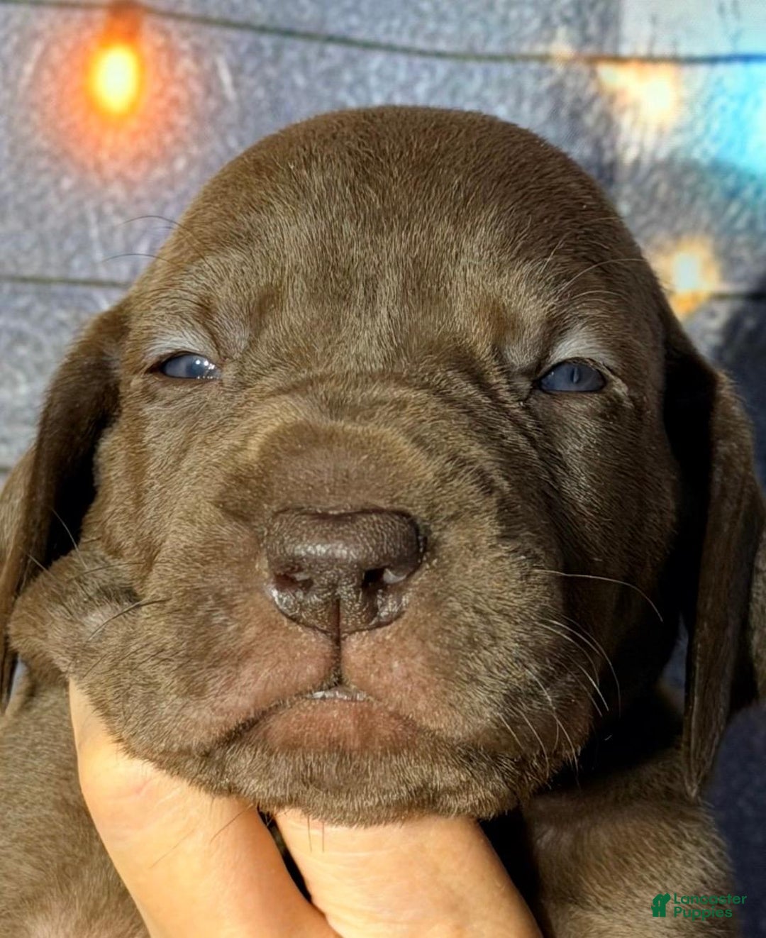 Great Dane dogs for sale: Tara - Chocolate - Ad 1