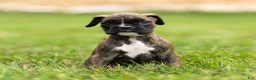 Boxer dogs for sale: Larry Boxer Puppy  - Ad 7