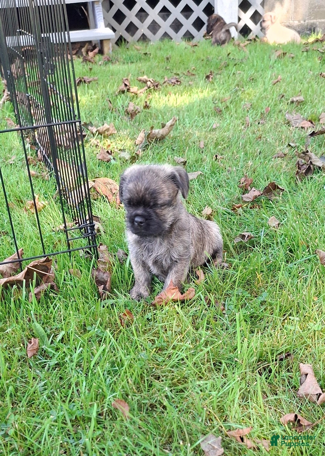 Bulldog Rescue Shih Tzu Rescue Centre Shih Tzu Pug X French