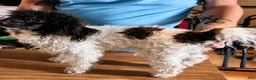 Mini Aussiedoodle dogs for sale: Boots - Ad 5