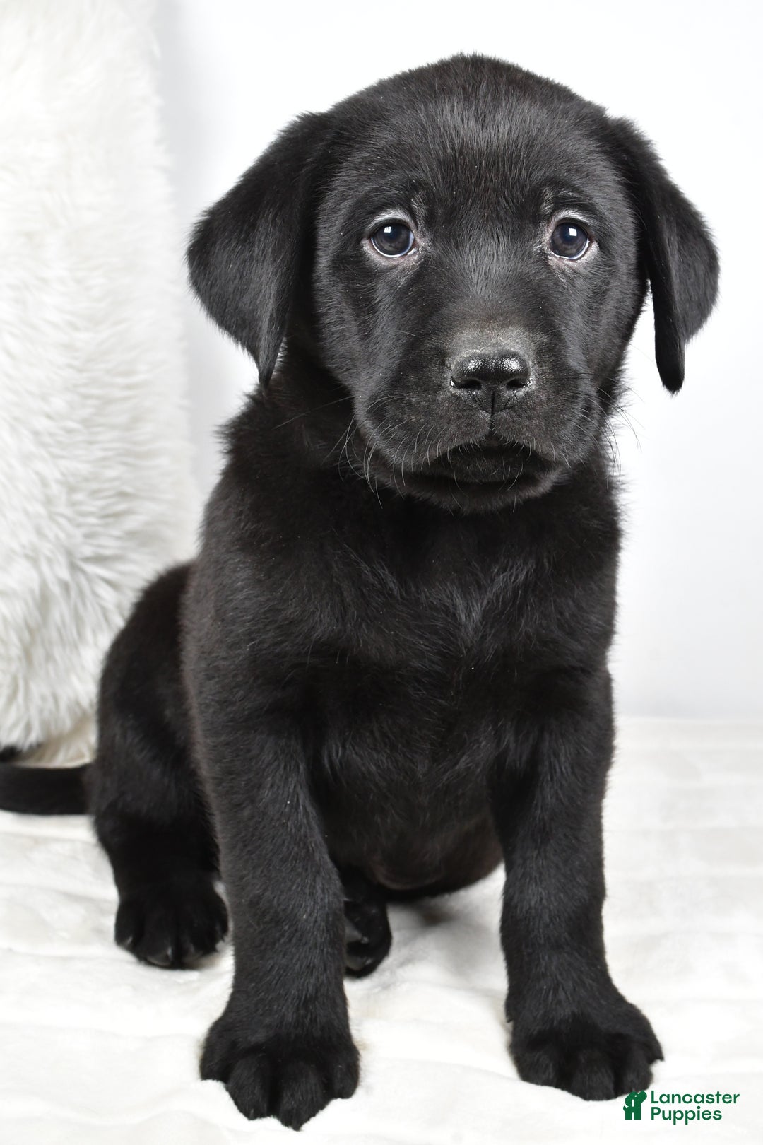 Labrador Retriever dogs for sale: Maverick - Ad 3