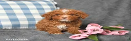 Toy Poodle dogs for sale: Prince   - Ad 2