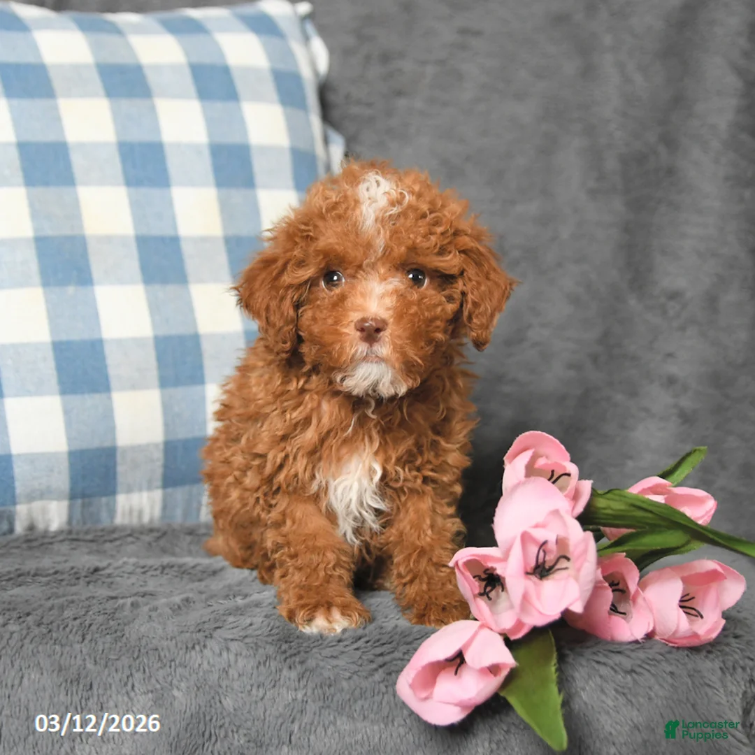 Toy Poodle dogs for sale: Prince   - Ad 2