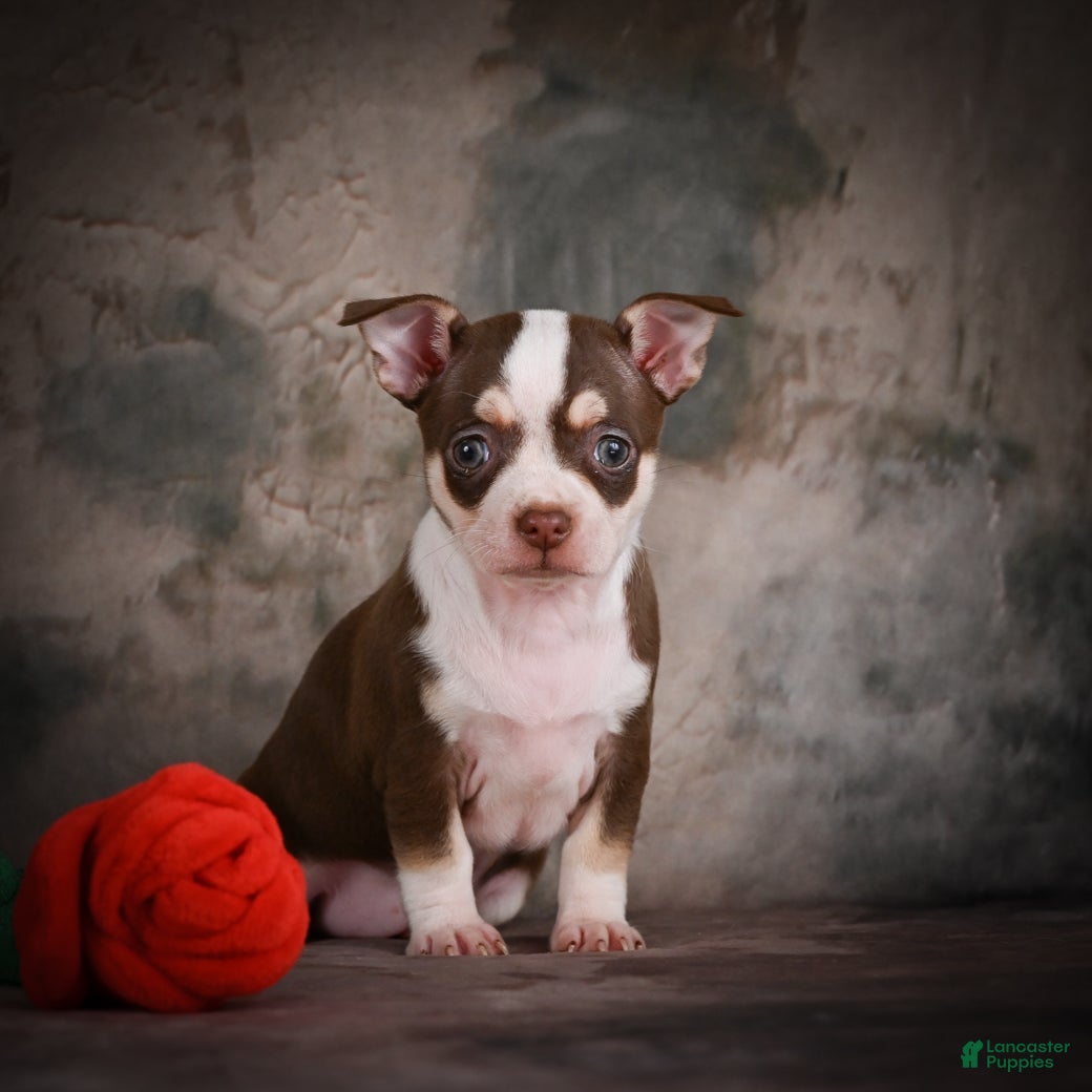 Chihuahua dogs for sale: CoCo - Ad 10