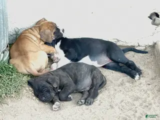 Cane Corso dogs Cane Corso Puppy 6 - Ad 1