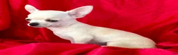 Chihuahua dogs for sale: Lina Apple head - Ad 4