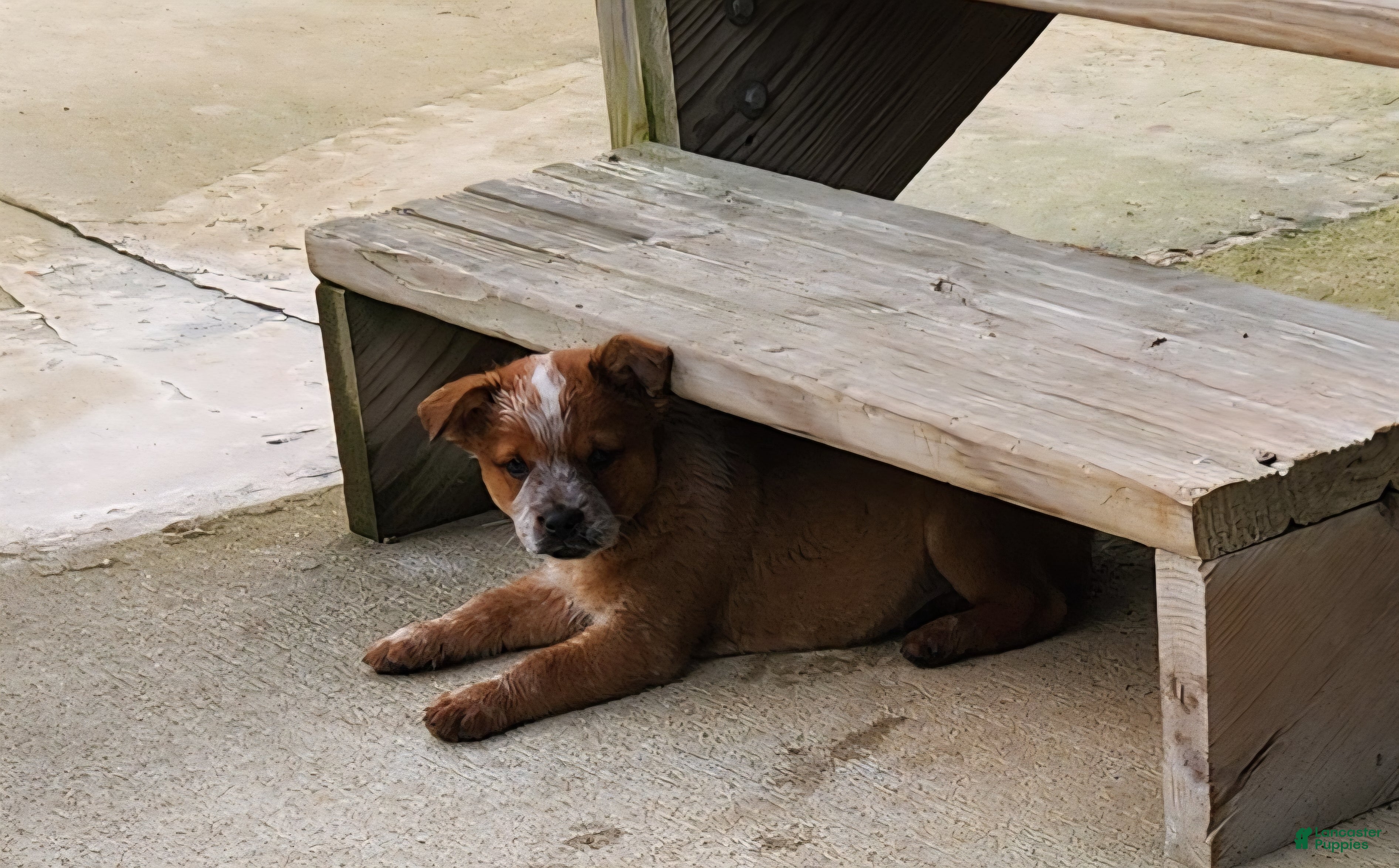 Australian Cattle Dog dogs Australian Cattle Dog Puppy 2 - Ad 20