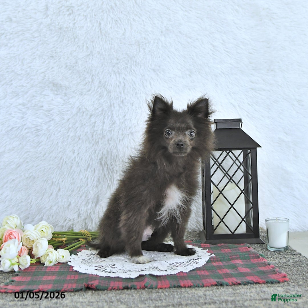 Pomeranian dogs for sale: Lincoln  - Ad 2