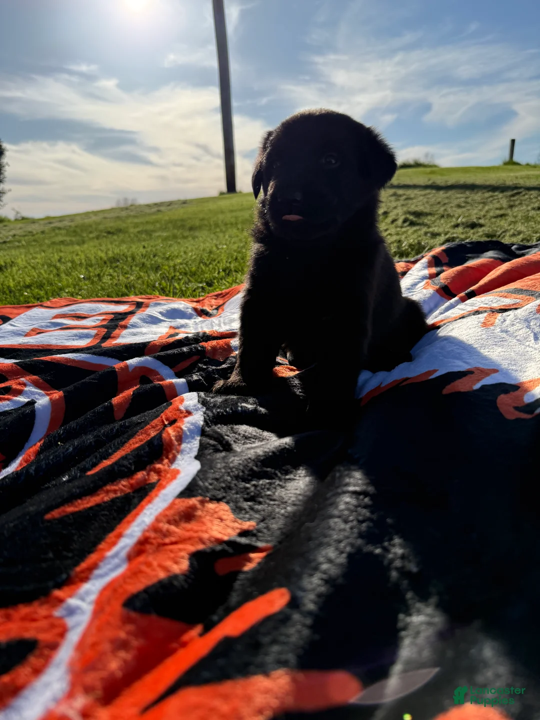 Mixed Breed dogs for sale: Hopper - Ad 2