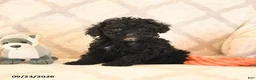 Miniature Poodle dogs for sale: Lilac - Ad 3