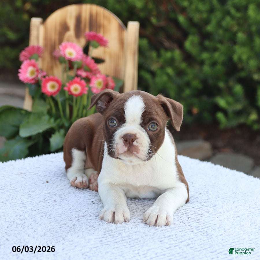 Boston Terrier dogs for sale: Dolly - Ad 4