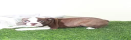 Boston Terrier dogs for sale: Poppy Sweet AKC Female Boston Terrier Puppy - Ad 2