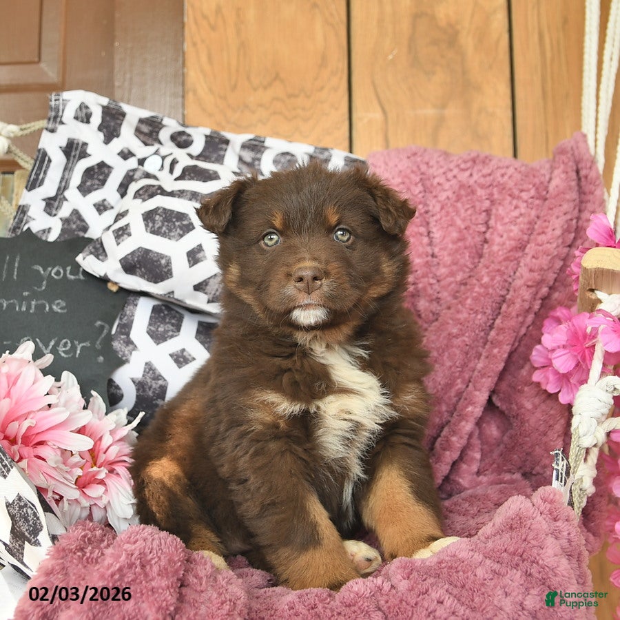 Australian Shepherd dogs Madaline  - Ad 5