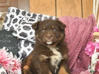 Australian Shepherd dogs Madaline - Ad 5