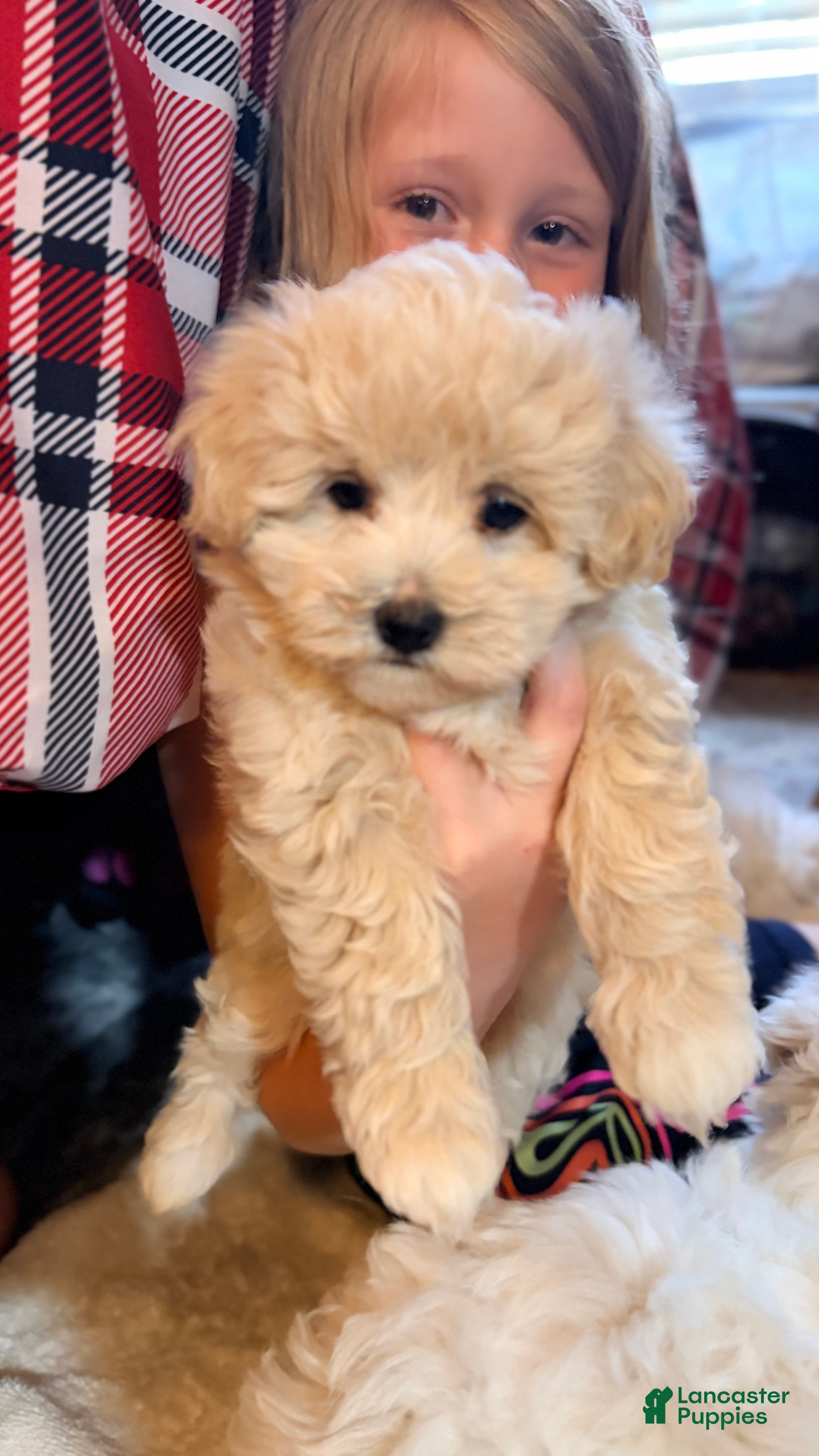 Maltipoo dogs Star - Ad 1