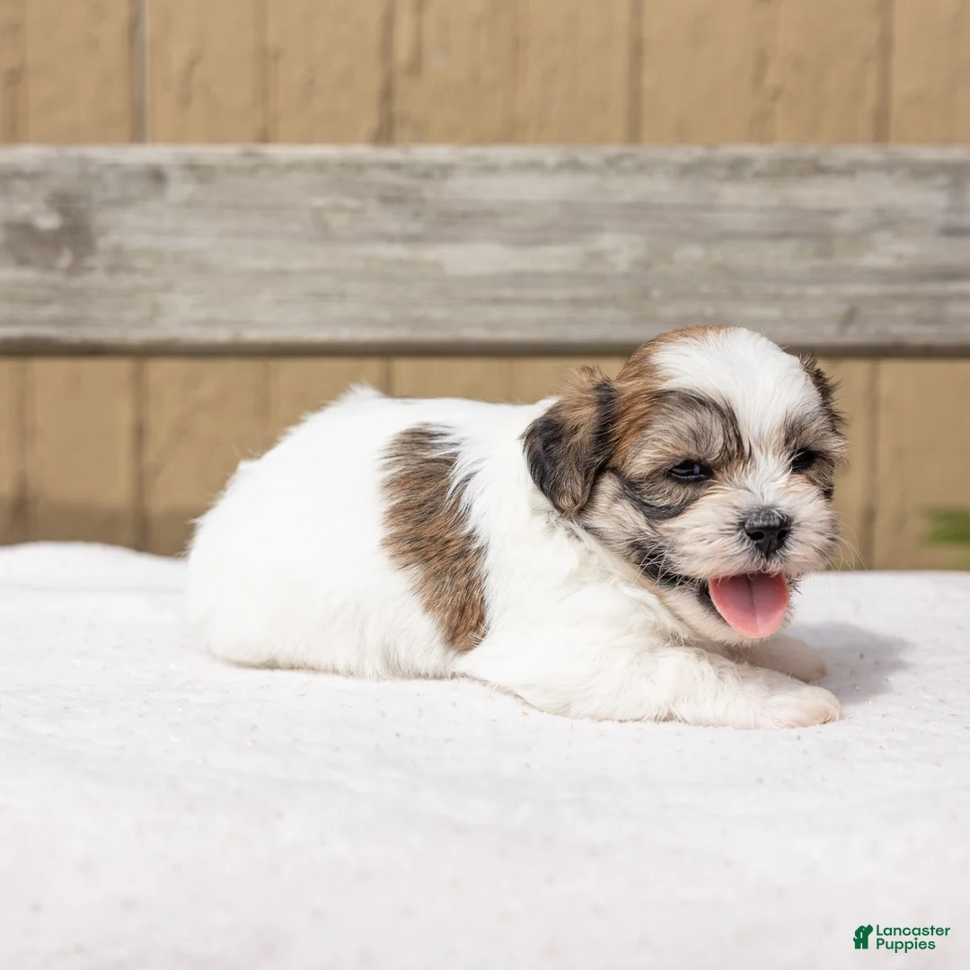 Teddy Bear dogs for sale: Maple - Ad 7