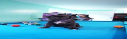 Cane Corso dogs for sale: Shuri - Ad 3