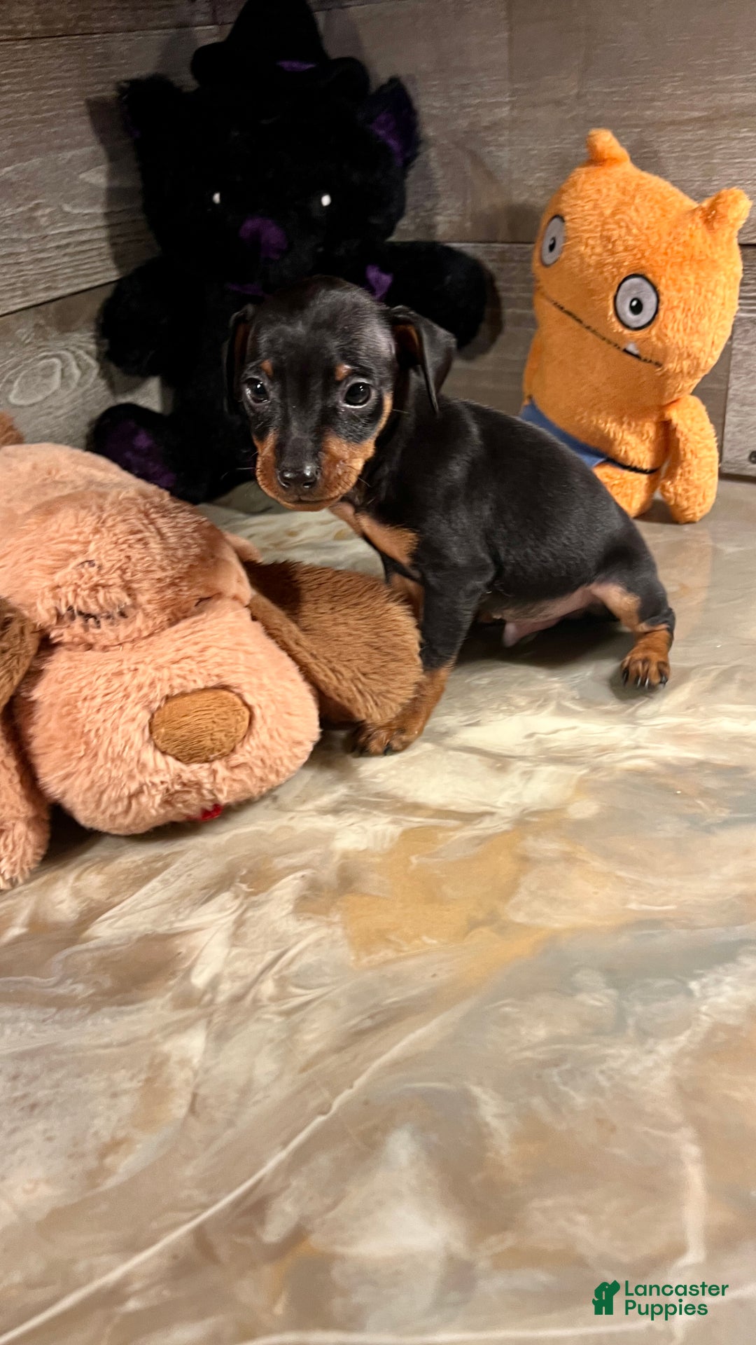 Miniature Pinscher dogs for sale: Winston - Ad 4