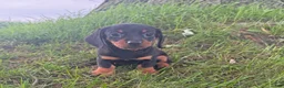Miniature Dachshund dogs for sale: Jade - Ad 4