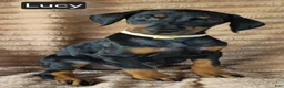 Doberman Pinscher dogs for sale: Lucy - Ad 5