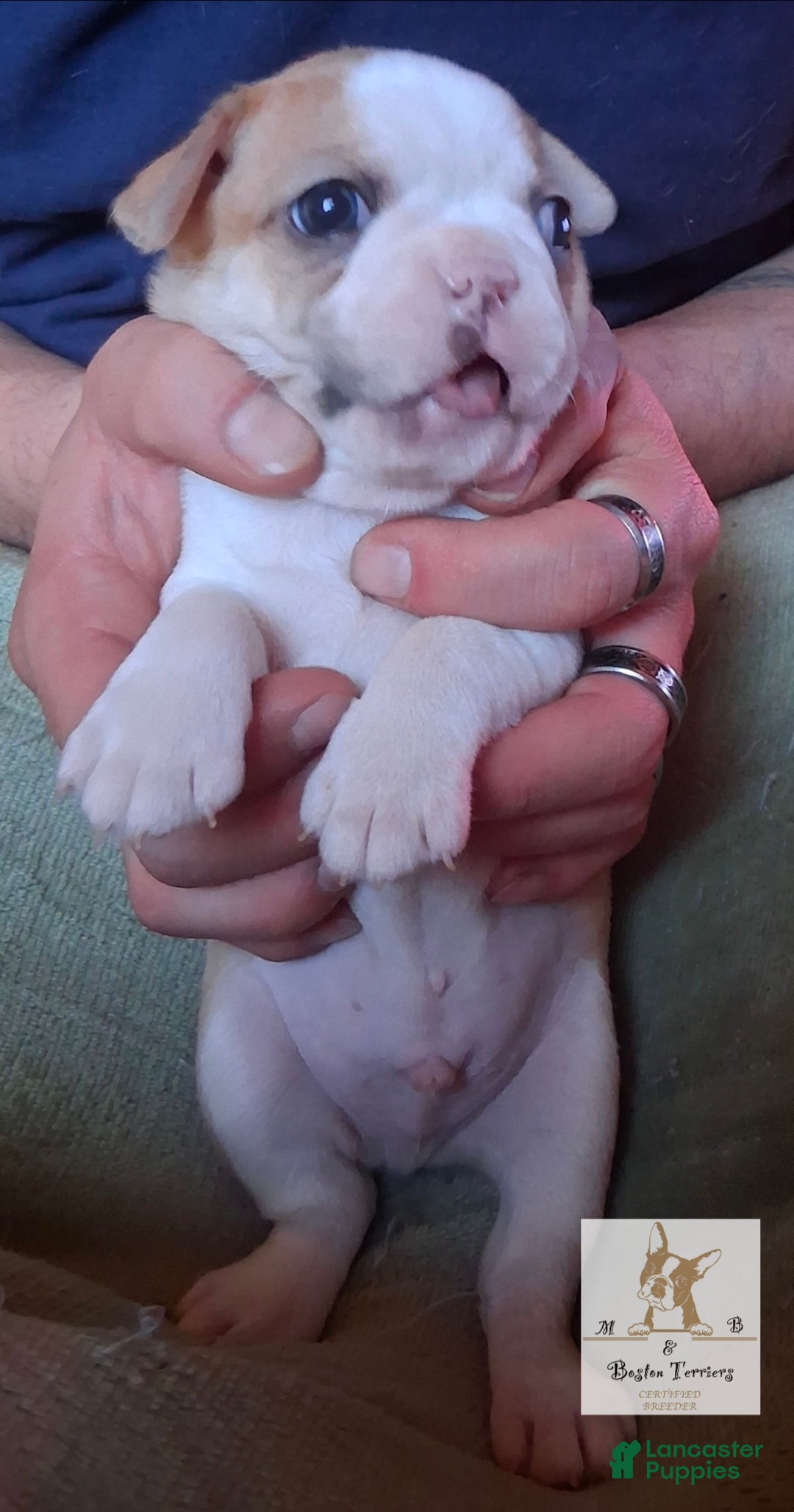 Boston Terrier dogs Prince Daemon - Ad 2