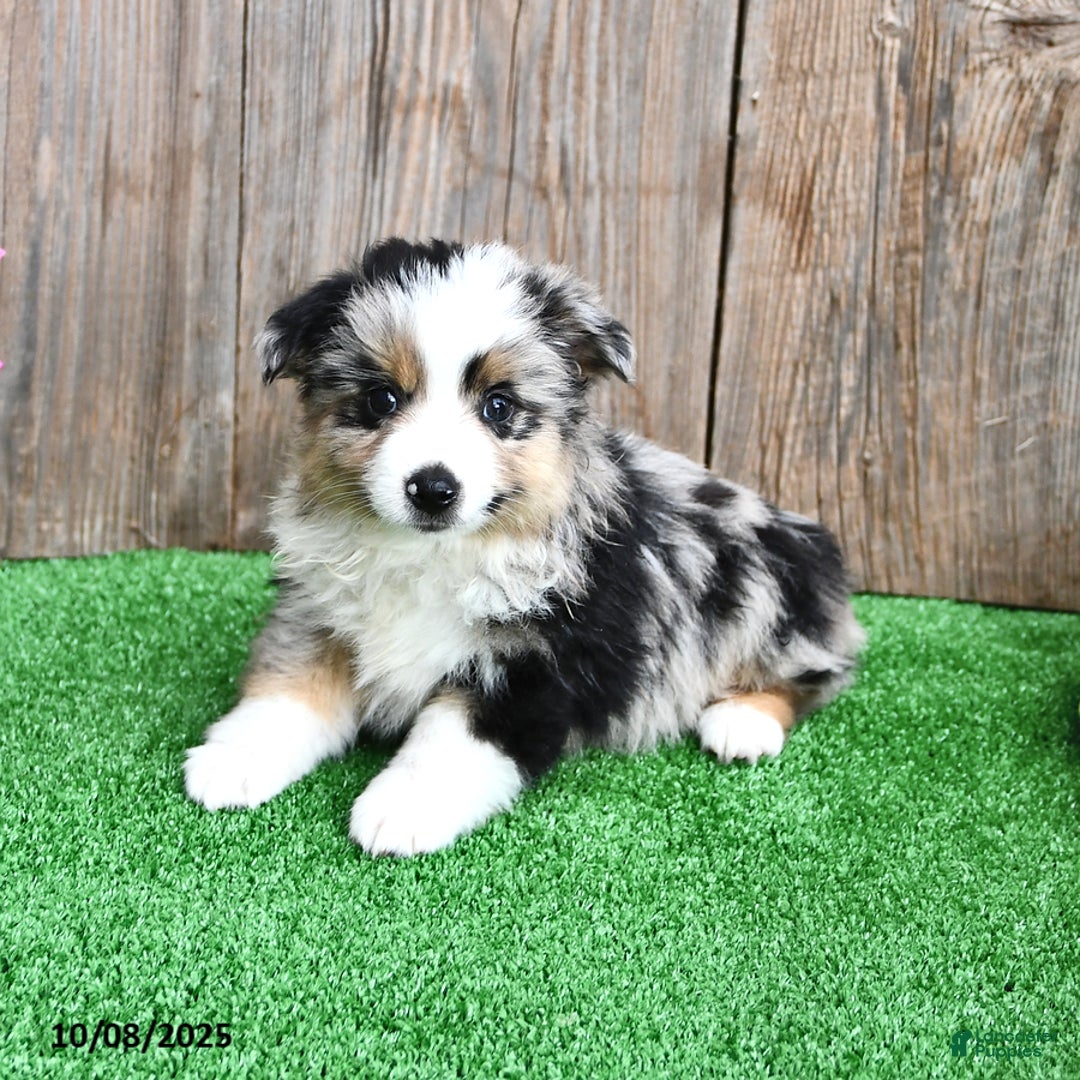 Miniature Australian Shepherd dogs for sale: Ripple - Ad 5