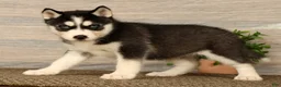 Siberian Husky dogs for sale: Oreo - Ad 1