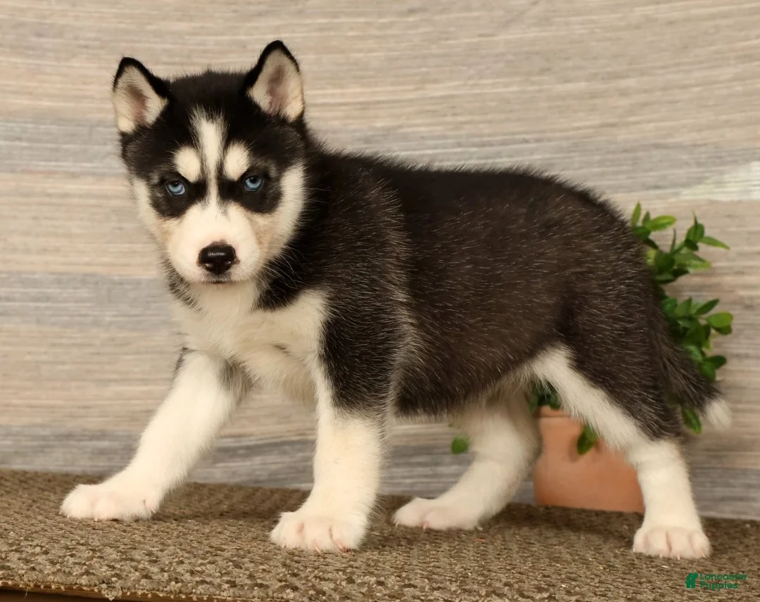 Siberian Husky dogs for sale: Oreo - Ad 1
