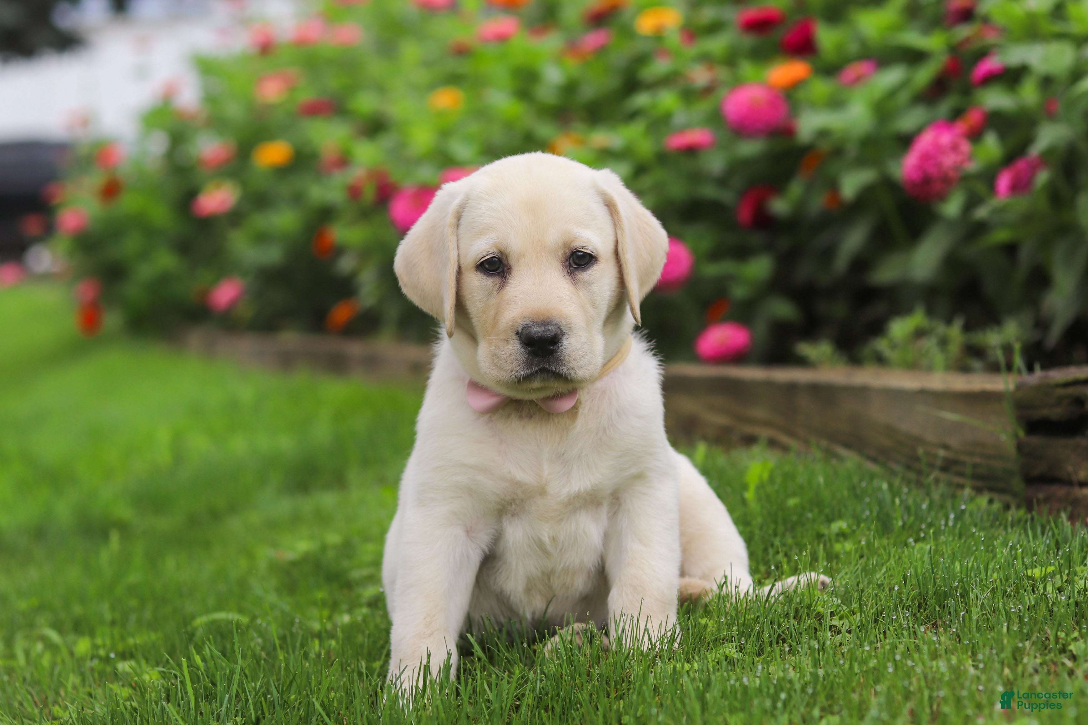 Labrador Retriever dogs Brittany - Ad 2