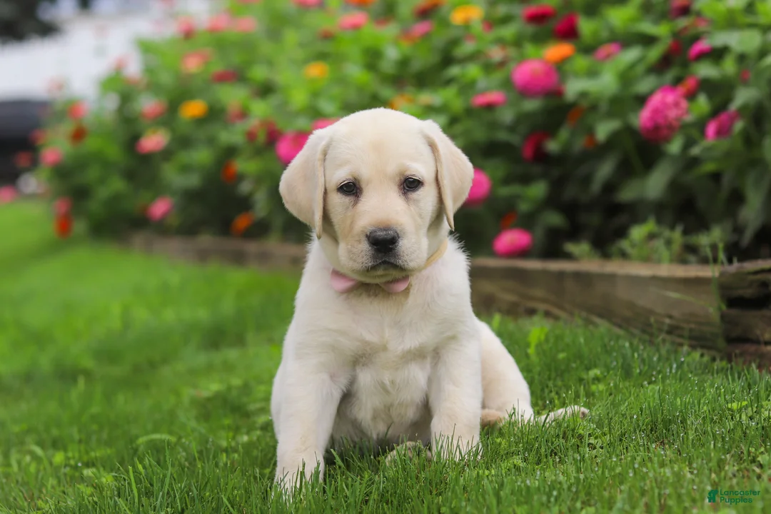 Labrador Retriever dogs for sale: Brittany - Ad 2