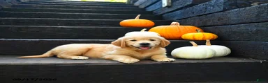 Nutmeg