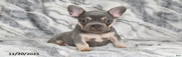 French Bulldog dogs for sale: Love Bug - Ad 5