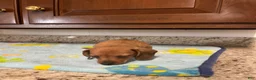 Miniature Dachshund dogs for sale: Addie - Ad 6