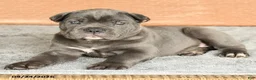 Cane Corso dogs for sale: Roman - Ad 3