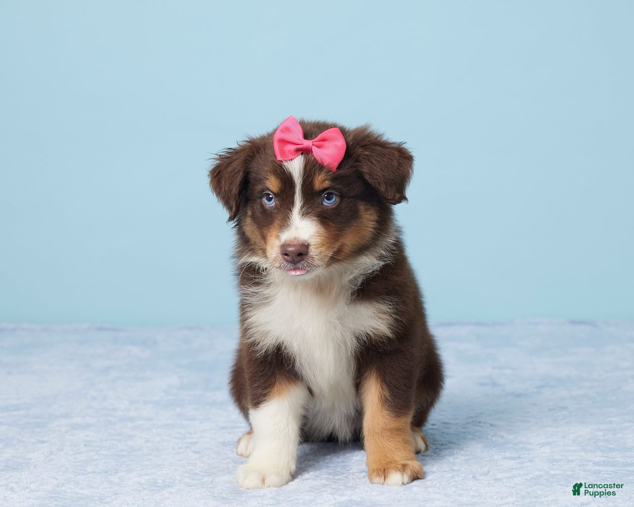 Red Tri Husky Australian Shepherd Husky Mix Short Hair Australian