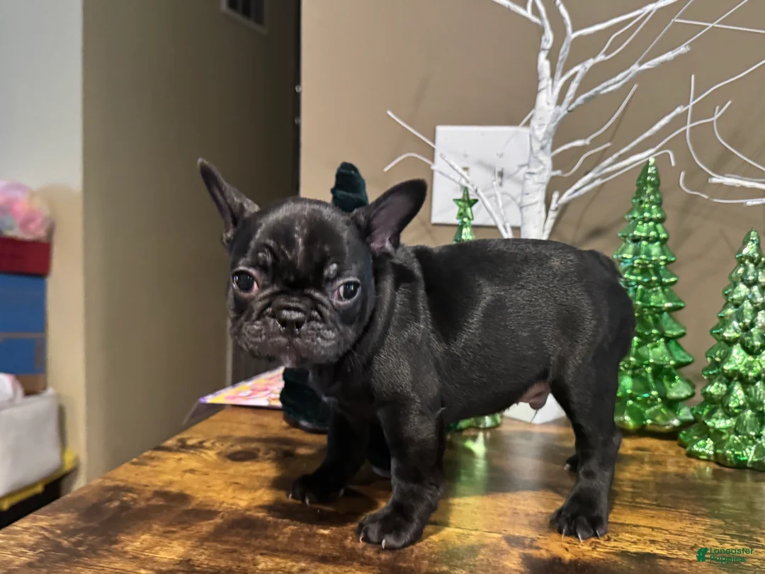 French Bulldog dogs for sale: French Bulldog Puppy 3 - Ad 5