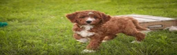 Cavapoo dogs for sale: Rory Cavapoo  - Ad 12