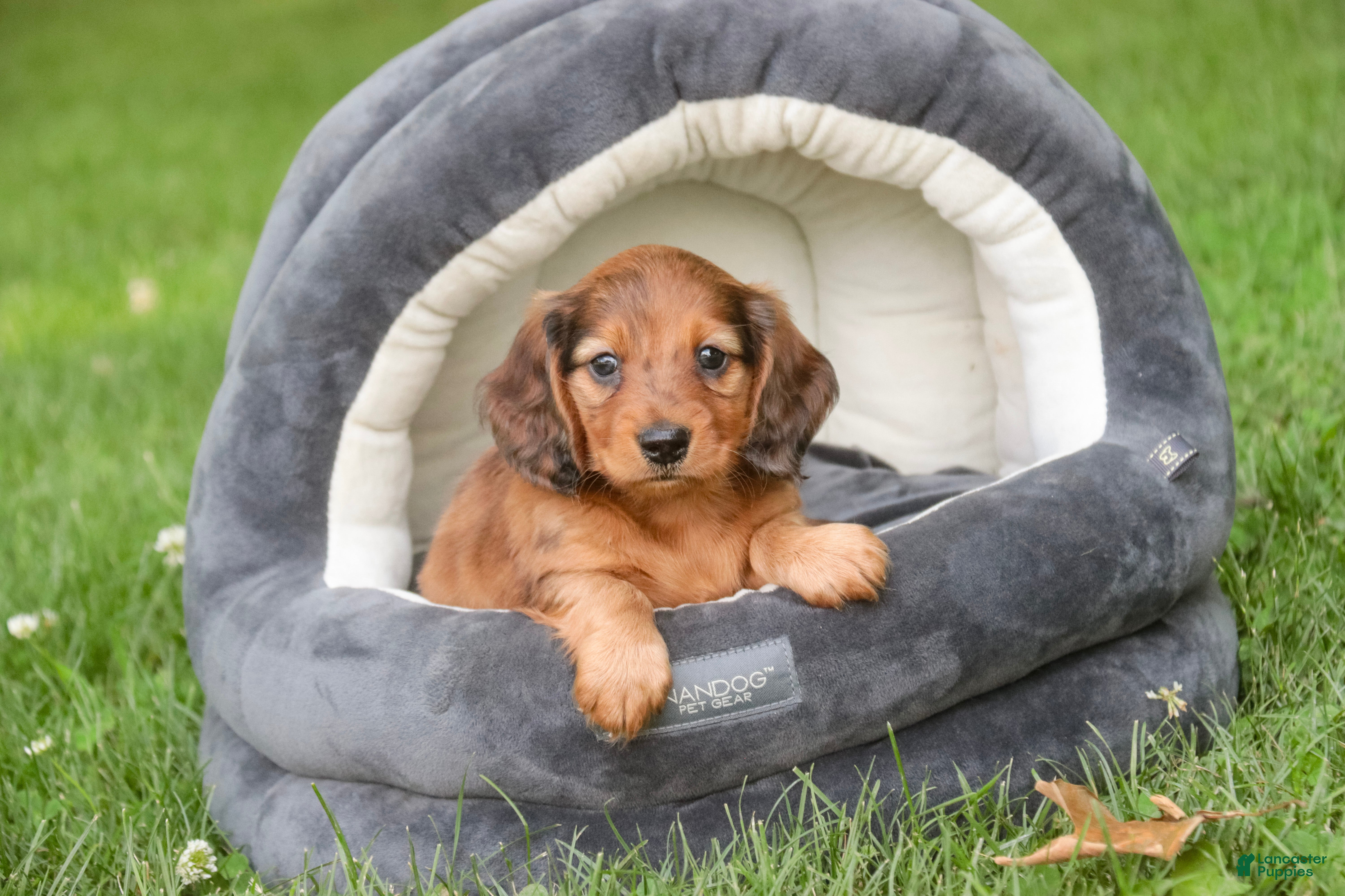Miniature Dachshund dogs Asher Miniature Dachshund - Ad 1