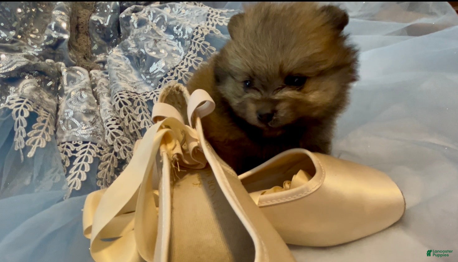 Pomeranian dogs Biscotti - Ad 1