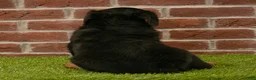 Rottweiler dogs for sale: Ranger - Ad 5