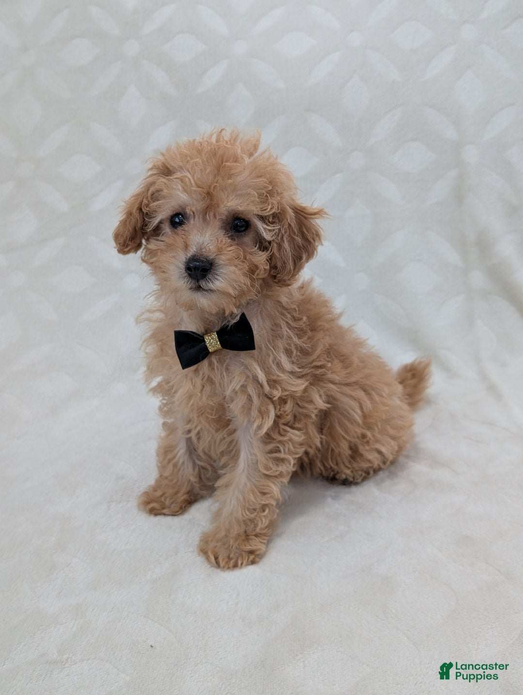 Toy Poodle dogs for sale: Apollo  - Ad 4