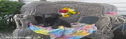 Labrador Retriever dogs for sale: Katrina - Ad 5