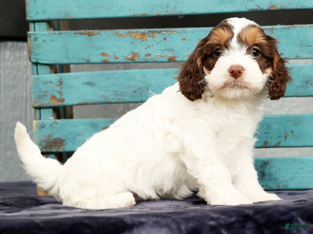 Cavapoo dogs for sale: Dania - Ad 2
