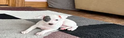 Italian Greyhound dogs for sale: Sharon - Ad 8