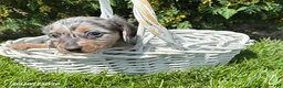 Miniature Dachshund dogs for sale: Sawyer - Ad 3