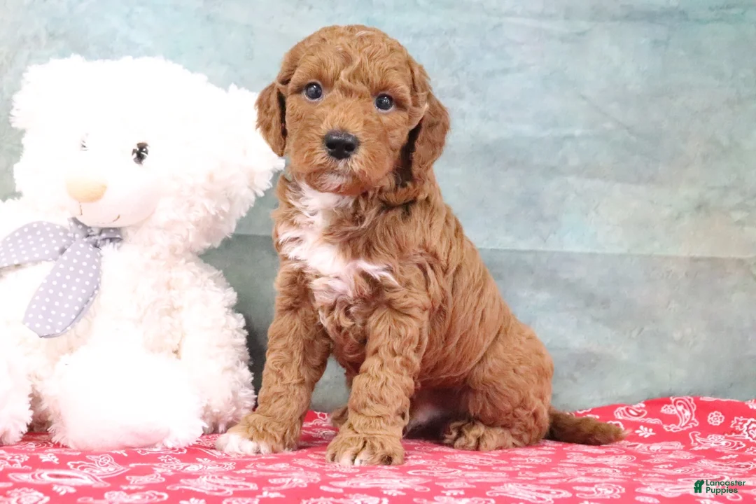 Mini Goldendoodle dogs for sale: Dash - Ad 2