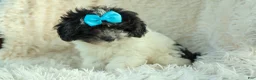 Cavapoo dogs for sale: Remi 🩷 - Ad 14