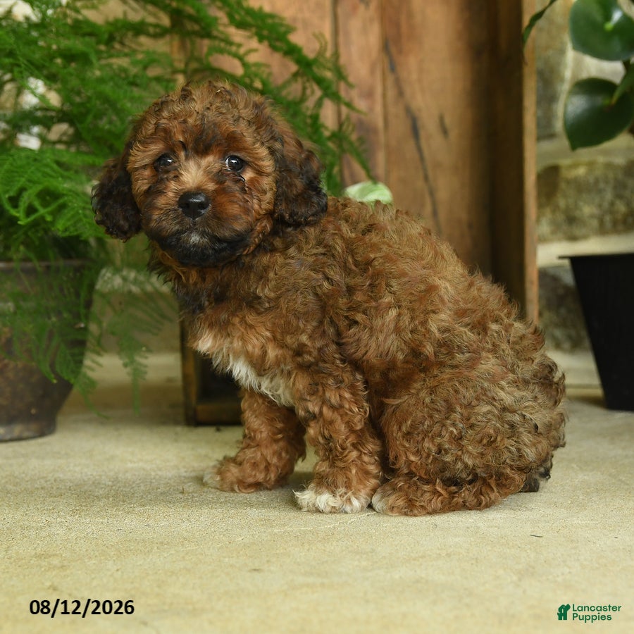 Cavapoo dogs Ember - Ad 2